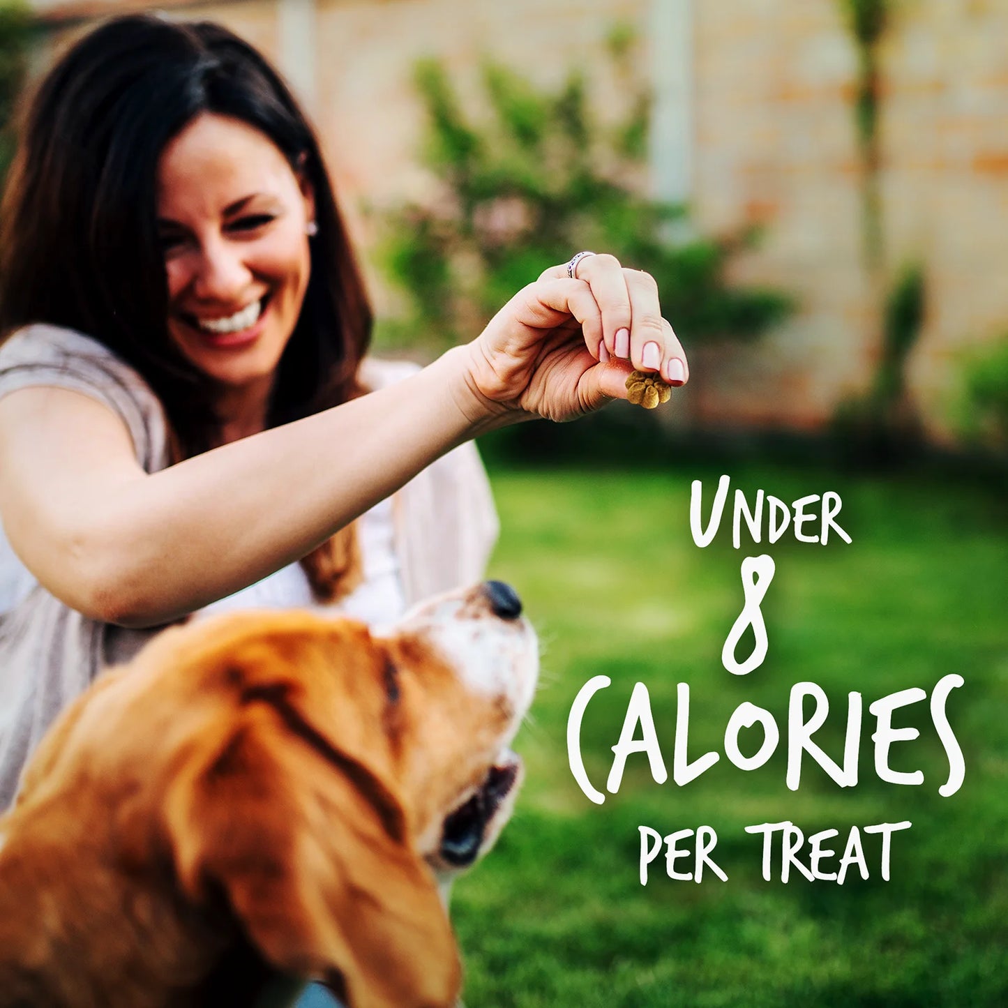 Baked Dog Treats – Pumpkin Treats for Dogs – Healthy Low Calorie Treats – Free of Wheat, Corn and Soy – Pumpkin and Banana – 12 Ounces