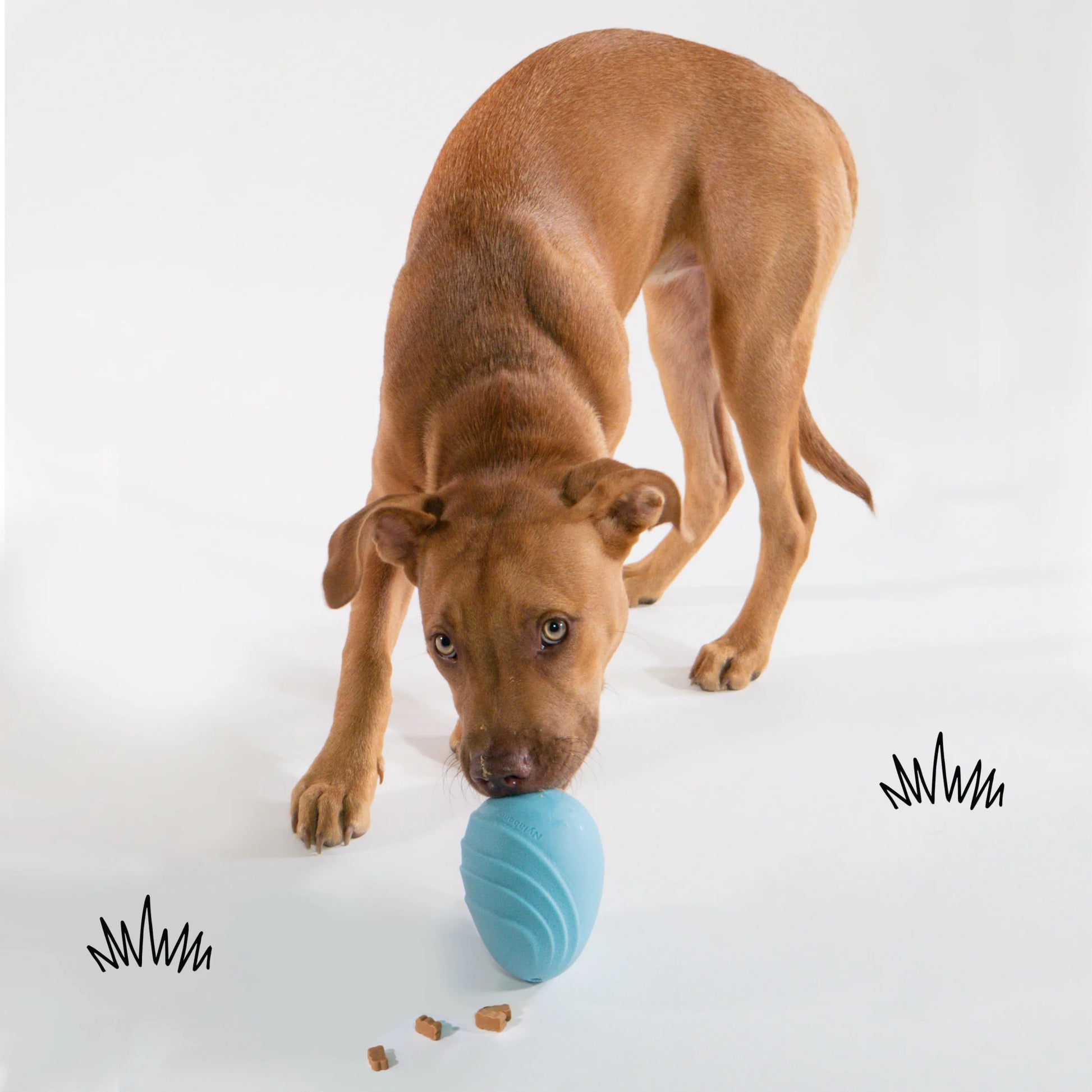 Eggi Interactive Dog Toy, Lightweight Bouncy Treat Toy, Creative Play & Exercise