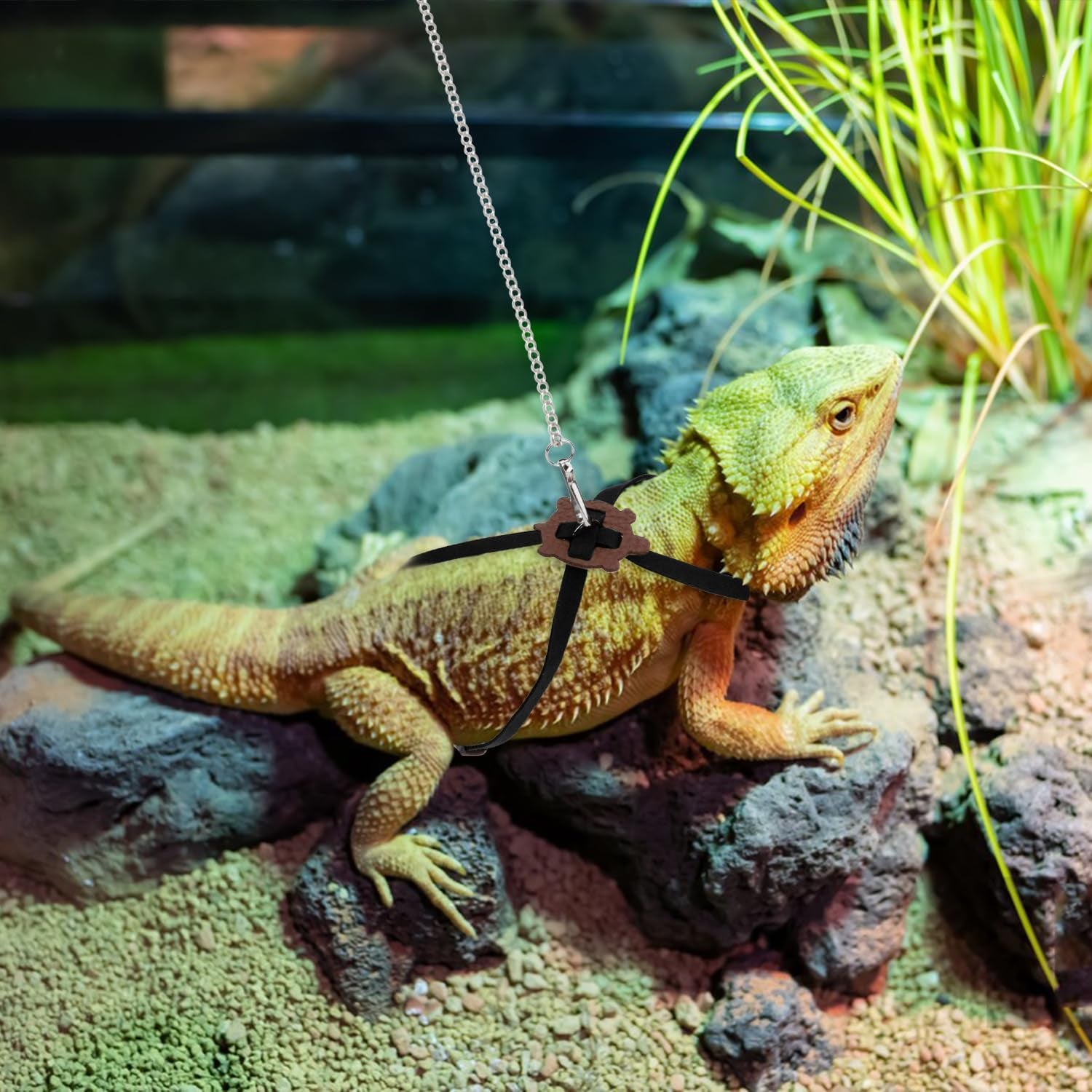 2 Pack Adjustable Reptile Harness and Leash for Lizard Gecko Bearded Dragon outside Walk (Black)