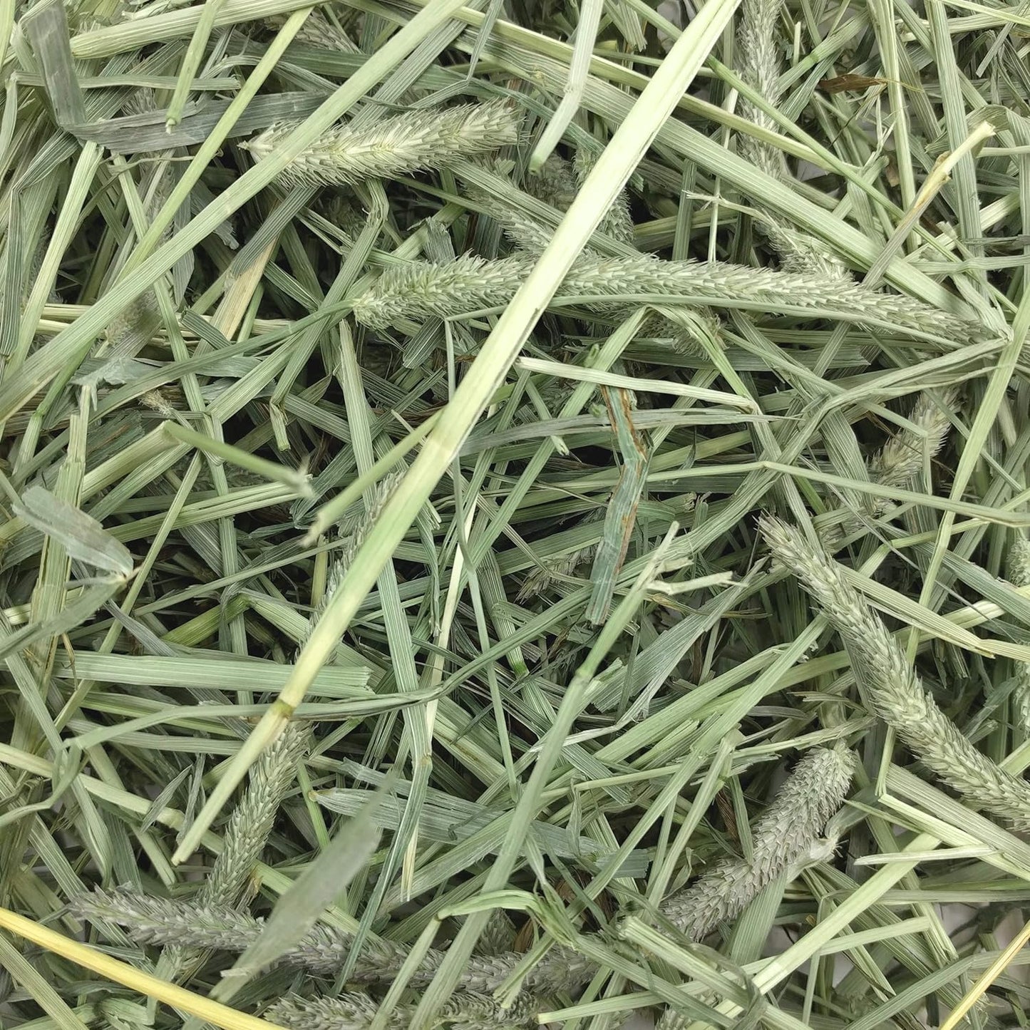 Animal Health Western Timothy Hay, Guinea Pig Hay, Small Pet Bunny Supplies, All Natural Grass for Guinea Pig, Bunny, Chinchilla & Hamster,  Rabbit Supplies for Bunnies, 9 Lb Box