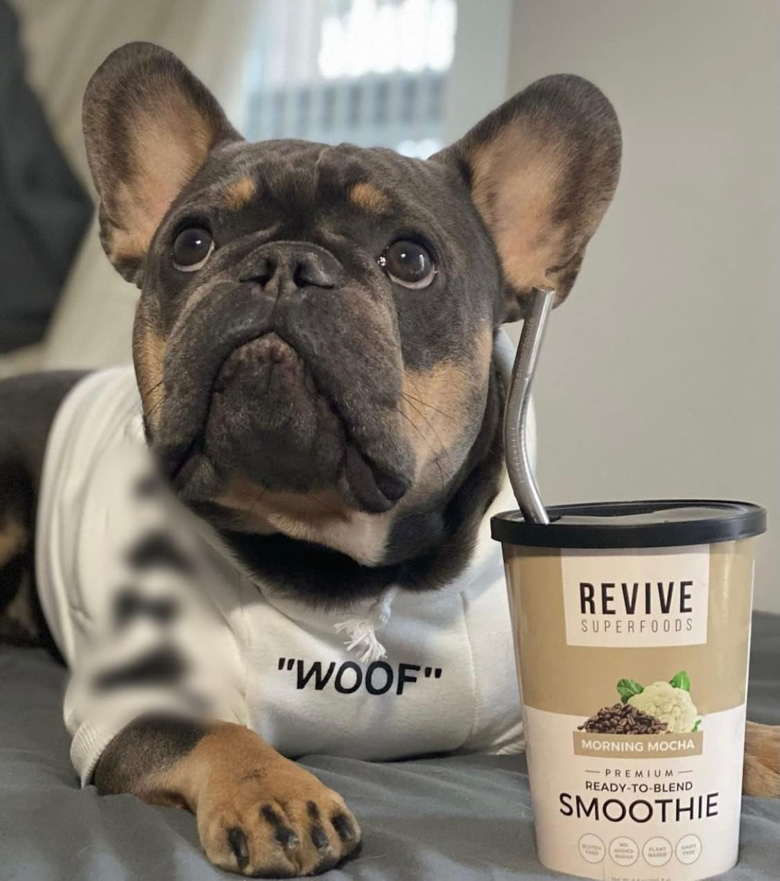 Stylish Dog Hoodie Dog Clothes Streetwear Cotton Sweatshirt Fashion Outfit for Dogs Cats Puppy Small Medium Large (XL, White)