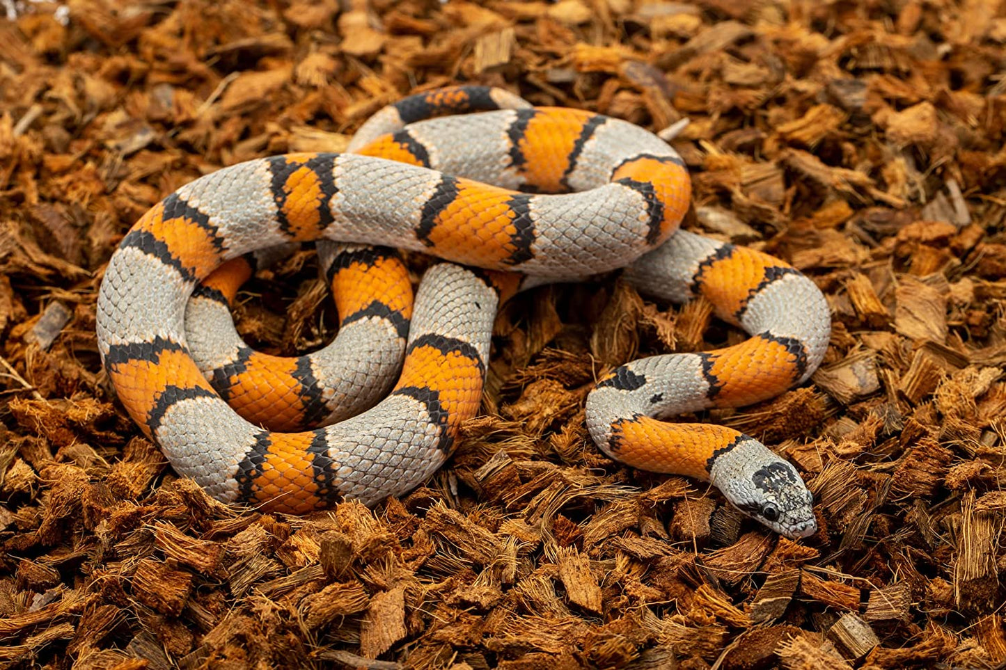 Reptichip Reptile Bedding Loose Coconut Chip 12 Quart 2 Pack Coco Husk Substrate Mulch for Snake Habitat, Ball Python Terrarium, Turtle Tanks, Tortoise Enclosure