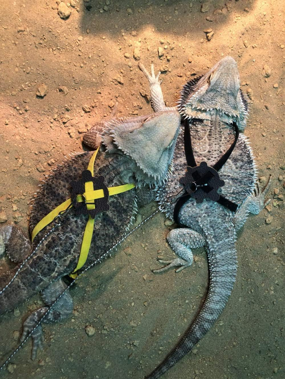 2 Pack Adjustable Reptile Harness and Leash for Lizard Gecko Bearded Dragon outside Walk (Black)