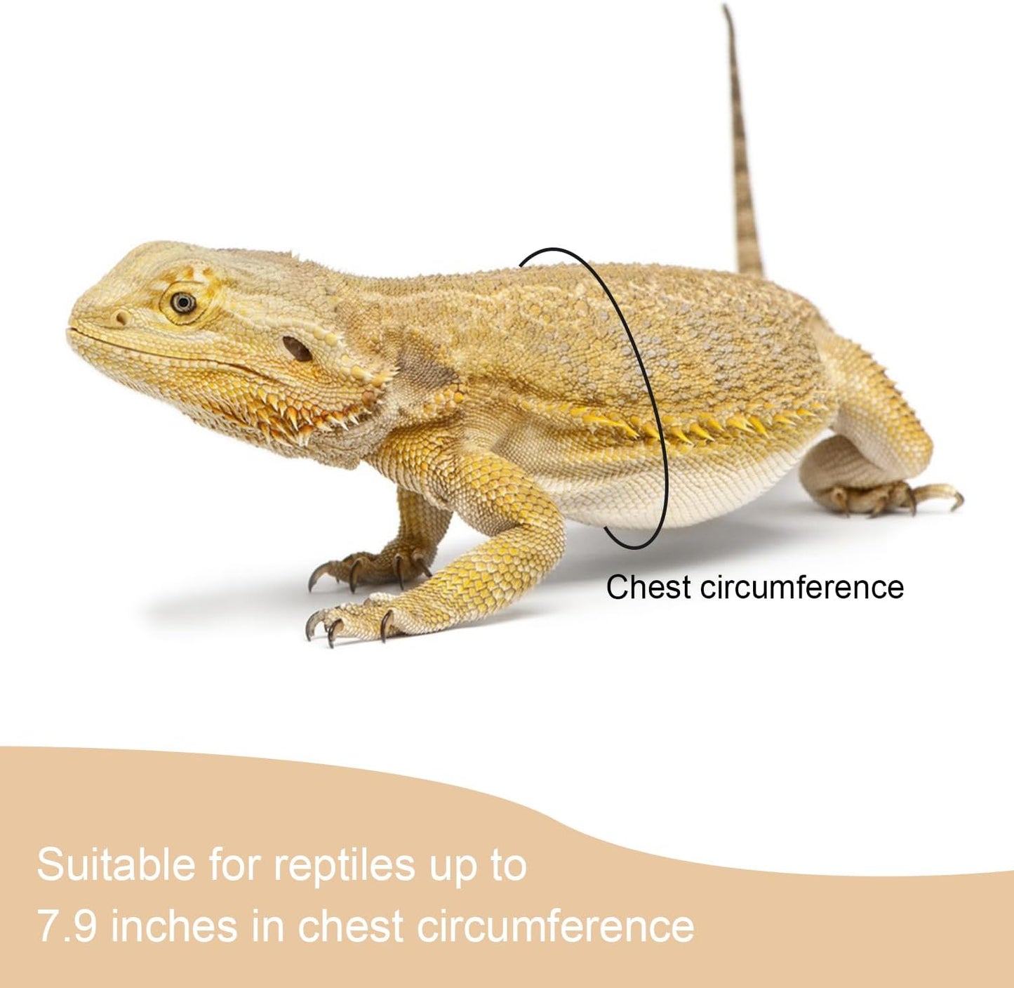 2 Pack Adjustable Reptile Harness and Leash for Lizard Gecko Bearded Dragon outside Walk (Black)