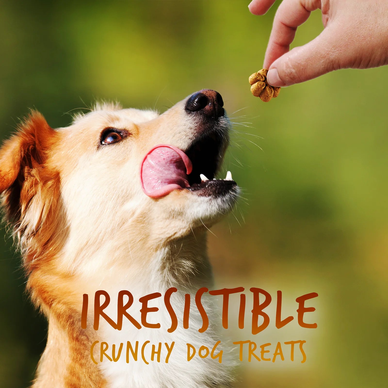 Baked Dog Treats – Pumpkin Treats for Dogs – Healthy Low Calorie Treats – Free of Wheat, Corn and Soy – Pumpkin and Banana – 12 Ounces