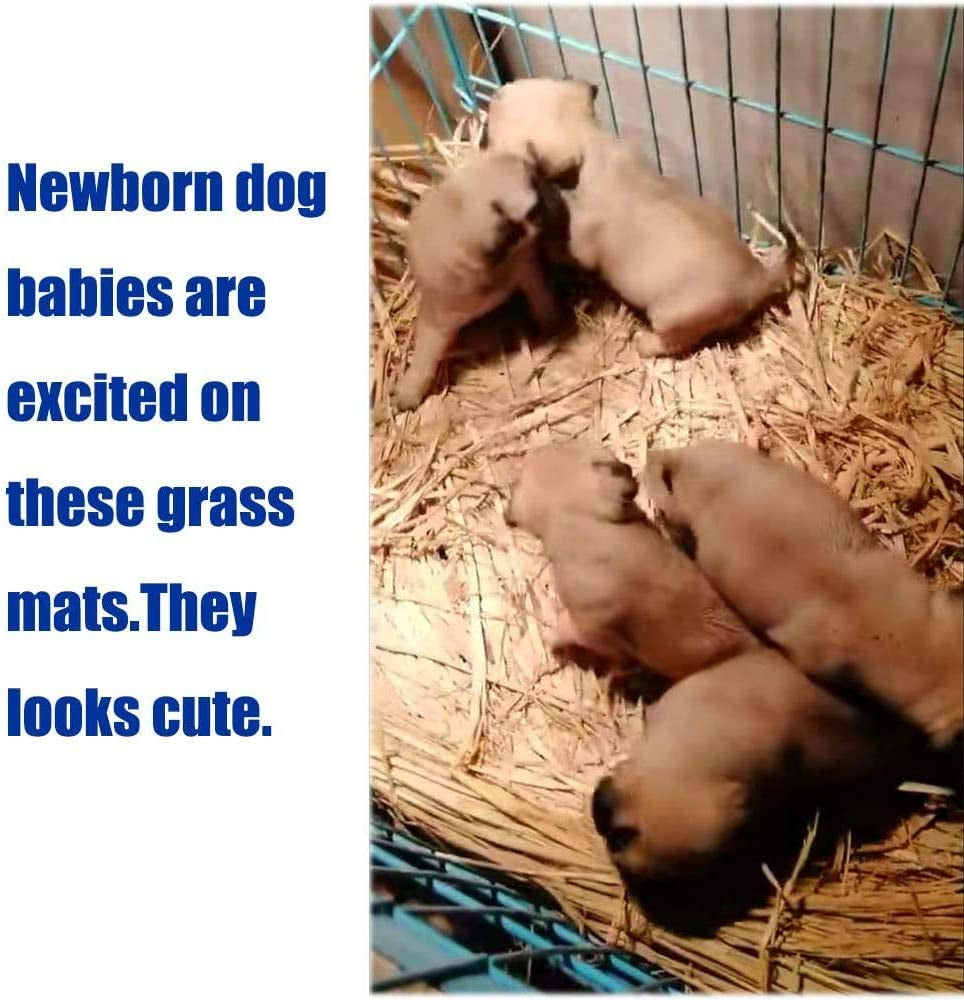 Grass Mat for Rabbit Bunny Chew Toys Woven Bed Mat for Guinea Pig Chinchilla Squirrel Hamster Cat Dog and Small Animal (12PCS Grass Mat)