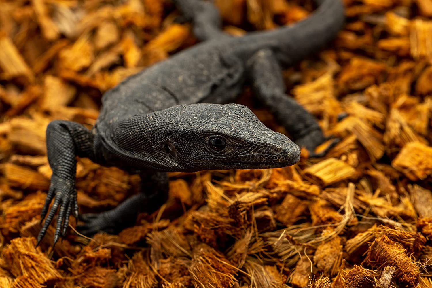 Reptichip Reptile Bedding Loose Coconut Chip 12 Quart 2 Pack Coco Husk Substrate Mulch for Snake Habitat, Ball Python Terrarium, Turtle Tanks, Tortoise Enclosure